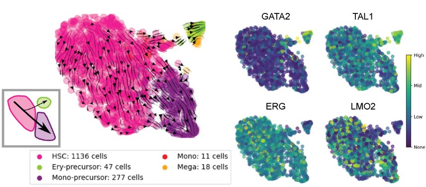 Embedding AML cells